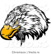 Vector of a Bald Eagle with Intimidating Eyes by Chromaco