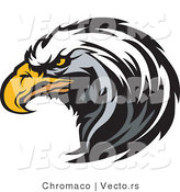 Vector of a Focused American Bald Eagle by Chromaco