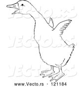 Vector of a Gosling Flapping Wings - Retro Black and White Style by Picsburg