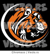 Vector of a Growling Tiger on Black Background by Chromaco
