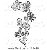 Vector of Black and White Woodcut Herbal Medicinal Ground Ivy Plant by Picsburg