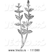 Vector of Black and White Woodcut Herbal Mint Plant by Picsburg