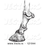 Vector of Retro Vintage Engraving of Horse Bones and Articulations of the Foot Hoof in Black and White 1 by Picsburg