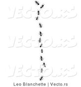 Vector of Worker Ants Following Leader in Single File Line by Leo Blanchette