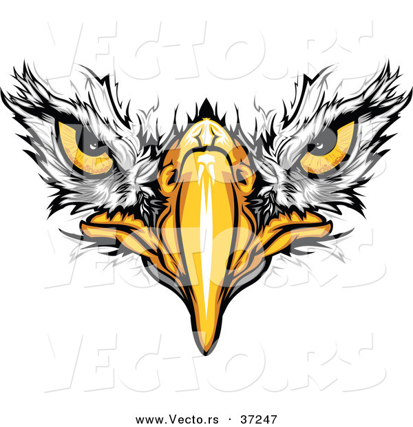 Cartoon Vector of Bald Eagle Face with Fearless Eyes Intensely Staring