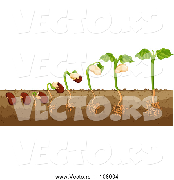 Vector of Bean Plant