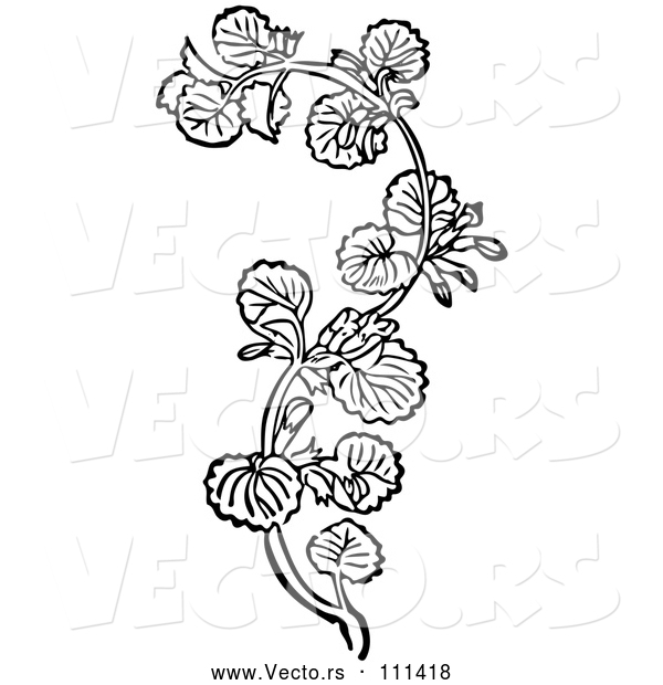 Vector of Black and White Woodcut Herbal Medicinal Ground Ivy Plant