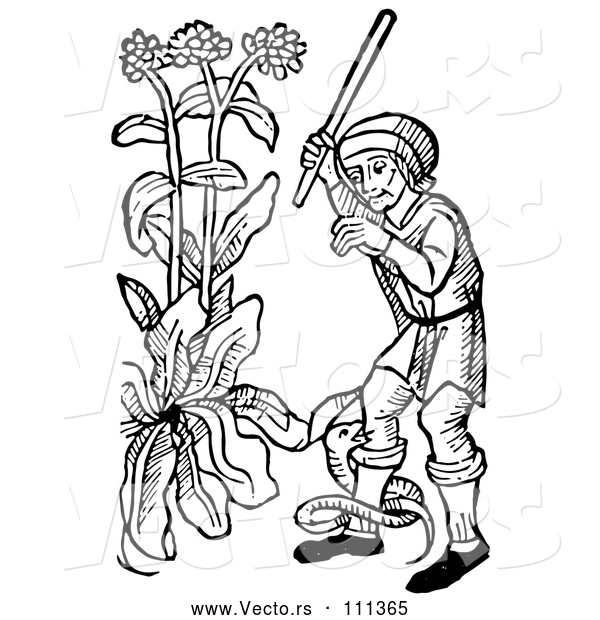 Vector of Black and White Woodcut Medieval Guy Swinging at a Snake Coiled Around His Leg in a Garden