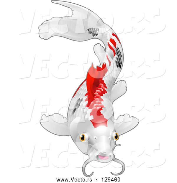 Vector of Calico Koi Fish with Red and Black Markings