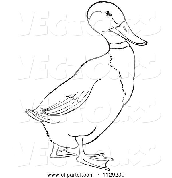 Vector of Cartoon Outlined Drake Mallard Duck