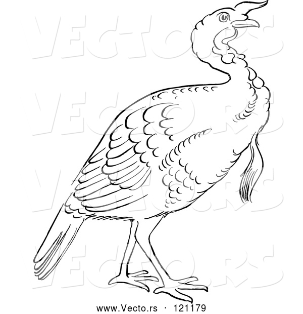 Vector of Cartoon Retro Vintage Black and White Gobbler Thanksgiving Turkey Bird Line Drawing