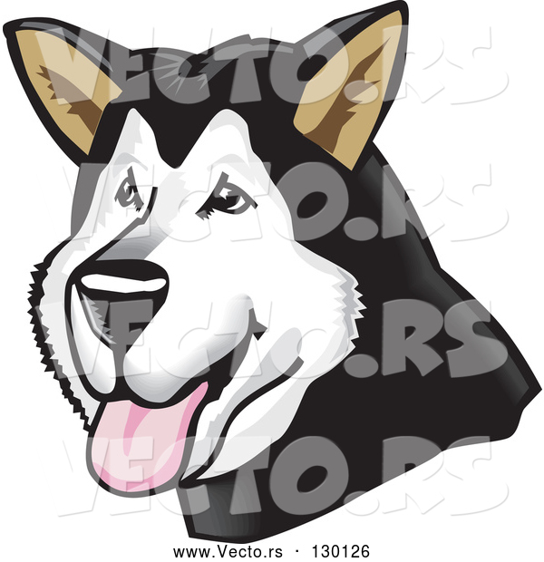 Vector of Friendly Alaskan Malamute Dog Hanging His Tongue out