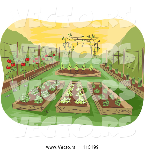 Vector of Garden of Raised Beds with Vegetables