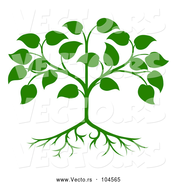 Vector of Green Seedling Tree with Leaves and Roots