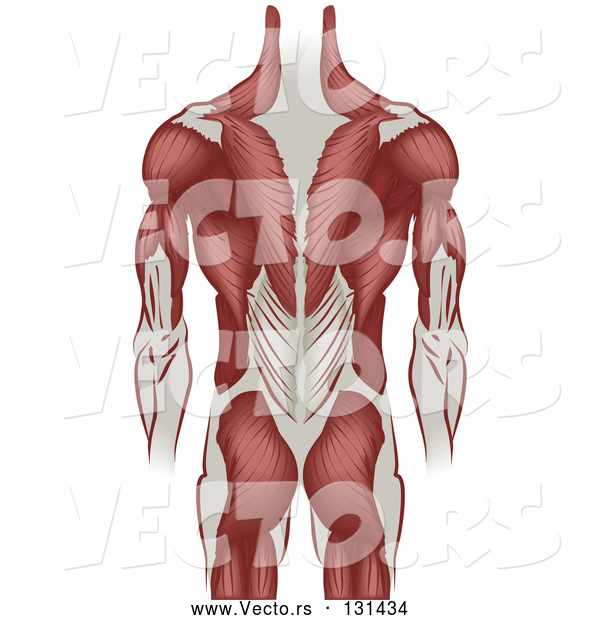 Vector of Grown Guy's Back Including the Back of the Arms and Legs