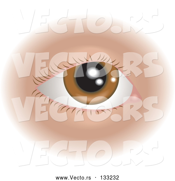 Vector of Healthy Brown Colored Human Eye and Eyelashes