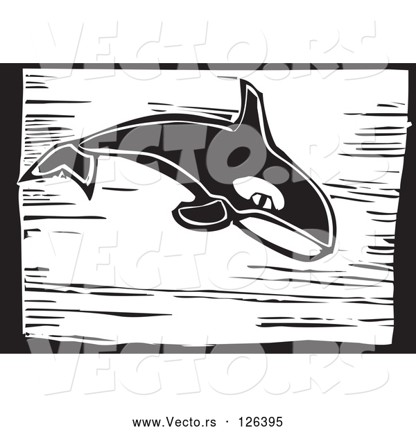 Vector of Killer Whale (Orcinus Orca) - Black Woodcut Lineart Theme