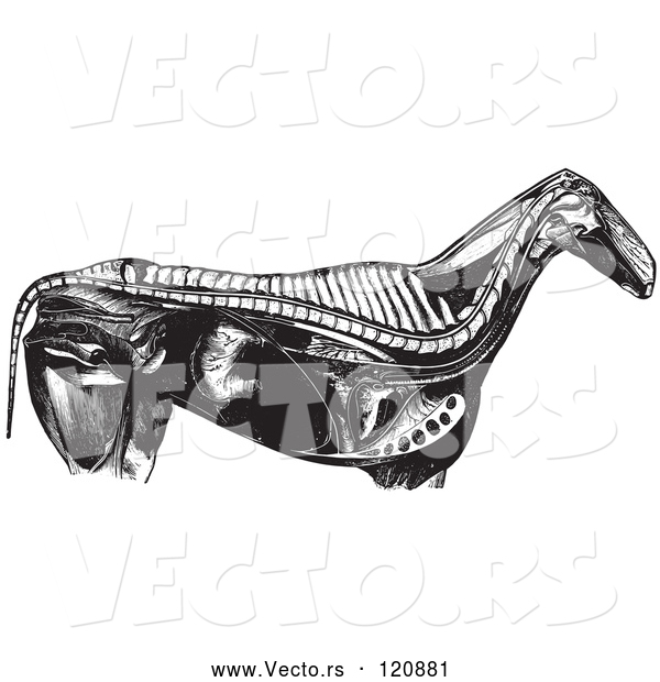 Vector of Retro Vintage Engraved Horse Anatomy of Internal Bones Organs in Black and White