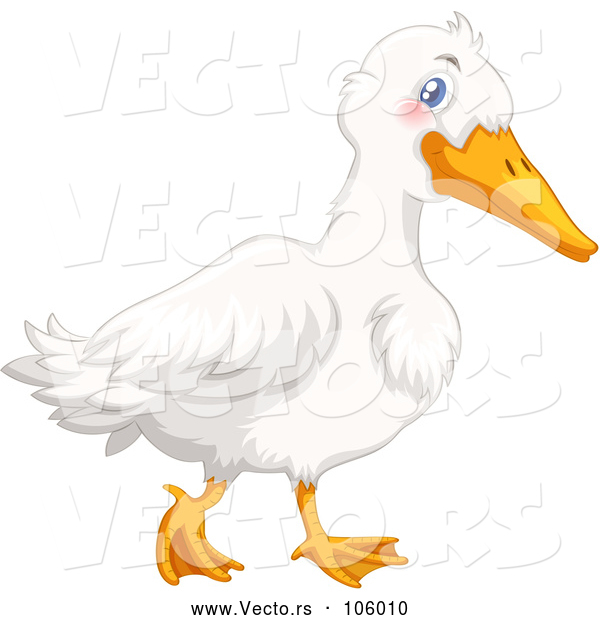 Vector of White Duck