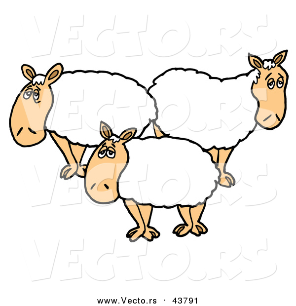 Vector of White Sheep with Thick Fleece, Standing in a Flock
