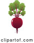 Vector of a Red Beet with Leaves by Tonis Pan