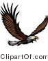 Vector of an Adult Bald Eagle Screeching While Flying by Chromaco