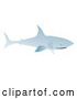 Vector of Bull Shark Swimming by Rasmussen Images