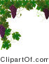 Vector of Vines and Purple Grapes Border Design by Elaineitalia