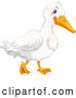 Vector of White Duck by