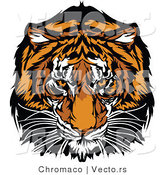 Vector of a Dominant Adult Tiger Mascot Staring with Intimidating Eyes by Chromaco