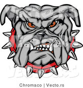Vector of a Dominant Bulldog Mascot Growling with Intimidating Red Eyes and Spike Collar by Chromaco