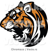 Vector of a Fierce Roaring Tiger Mascot by Chromaco