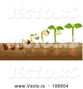 Vector of Bean Plant by