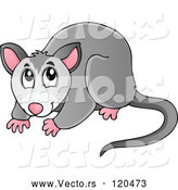 Vector of Cartoon Australian Possum by Visekart
