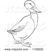 Vector of Cartoon Outlined Drake Mallard Duck by Picsburg