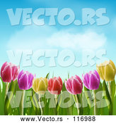 Vector of Colorful Spring Tulip Flowers Under a Blue Sky with Puffy Clouds by Elaineitalia
