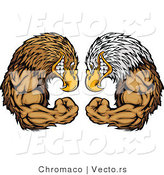 Vector of Competitive Bald Eagle Versus Golden Eagle by Chromaco