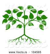 Vector of Green Seedling Tree with Leaves and Roots by AtStockIllustration