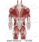 Vector of Grown Guy's Back Including the Back of the Arms and Legs by AtStockIllustration