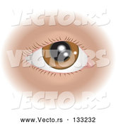 Vector of Healthy Brown Colored Human Eye and Eyelashes by AtStockIllustration