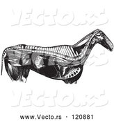 Vector of Retro Vintage Engraved Horse Anatomy of Internal Bones Organs in Black and White by Picsburg