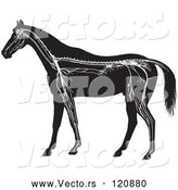 Vector of Retro Vintage Horse Anatomy of the Nervous System in Black and White by Picsburg