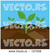 Vector of Seedling Plants Growing in a Garden by Pams Clipart