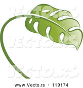 Vector of Swiss Cheese Plant by Lal Perera