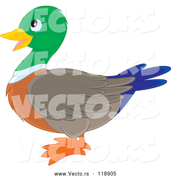 Cartoon Vector of Cute Mallard Duck in Profile