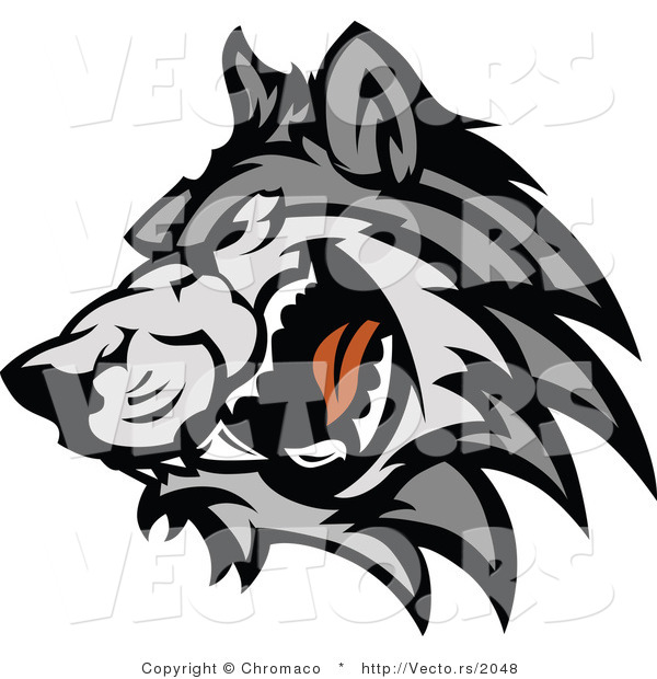 Vector of a Adult Gray Wolf Snarling and Growling