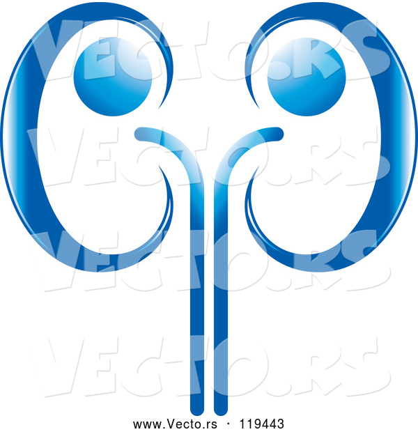 Vector of a Blue Kidney Design