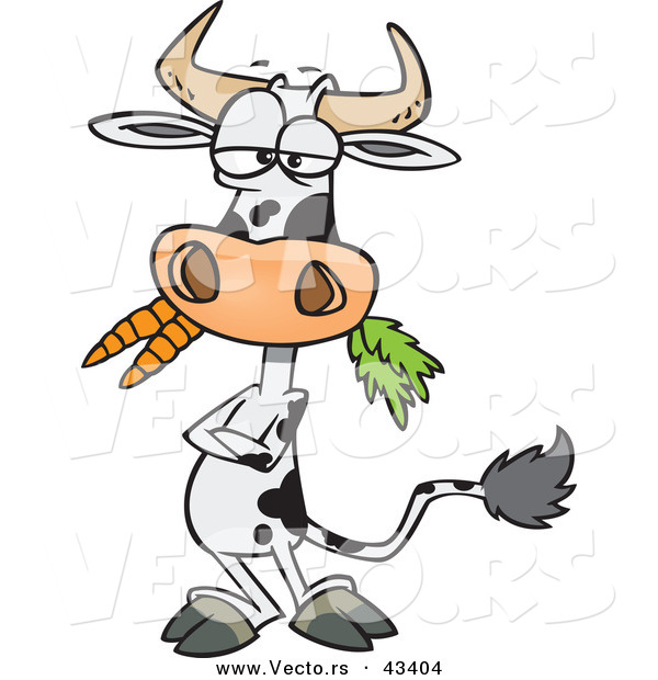 Vector of a Cartoon Cow Eating Carrots While Standing with His Arms Crossed