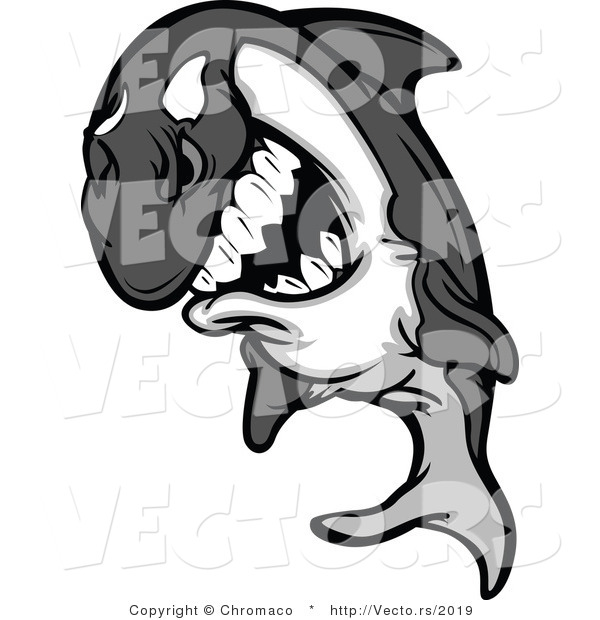 Vector of a Competitive Cartoon Killer Whale Orca Mascot Grinning While Staring with Intimidating Eyes