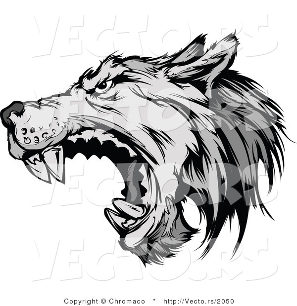 Vector of a Defensive Gray Wolf Attacking